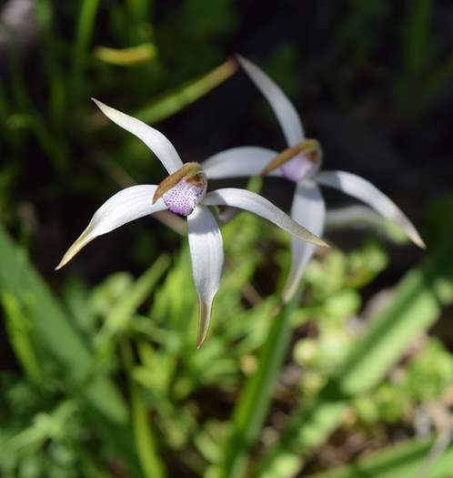 Caladenia - Spider Orchid-Vern-Westbrook-walk-Sep-2018p0030.JPG